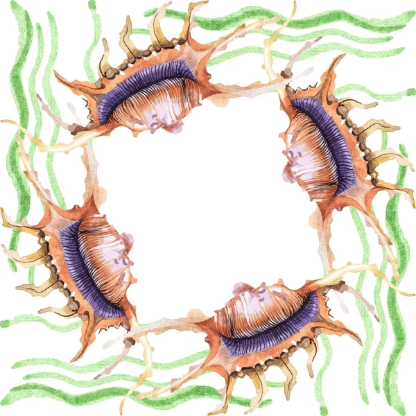 Conchas marinas tropicales con algas verdes aisladas en blanco. Conjunto de ilustración de fondo acuarela. Marco con espacio de copia . - foto de stock