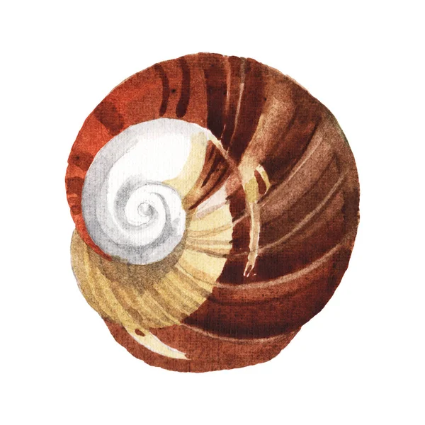 Elemento tropicale Seashell isolato su bianco. Acquerello sfondo illustrazione — Foto stock