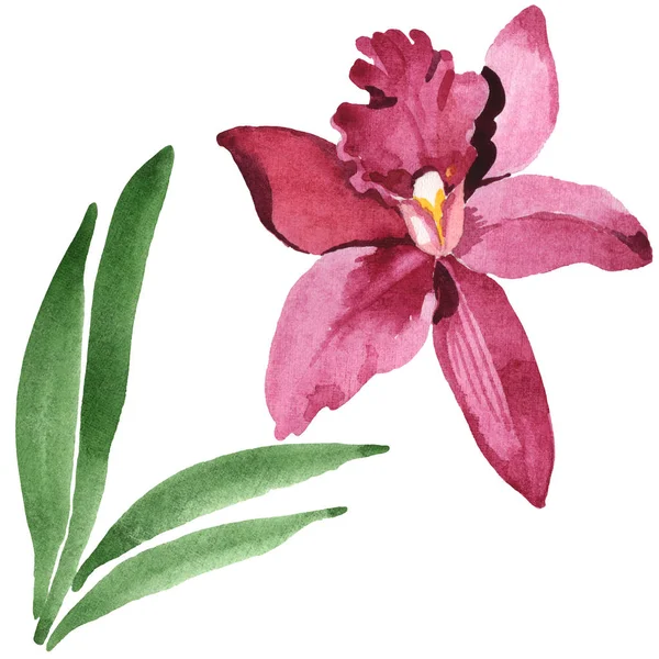 Marsala Orchideenblüte mit grünen Blättern isoliert auf weiß. Aquarell Hintergrund Illustration Set. — Stockfoto