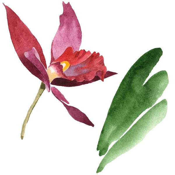 Marsala fleur d'orchidée avec des feuilles vertes isolées sur blanc. Ensemble d'illustration de fond aquarelle . — Photo de stock