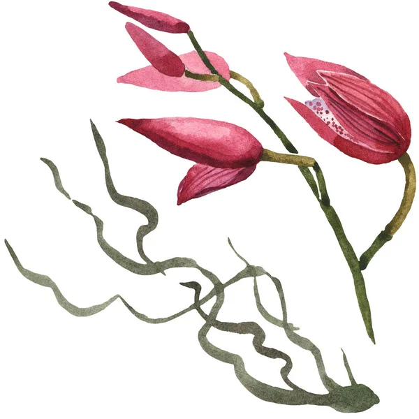 Marsala Orchideen isoliert auf weiß. Aquarell Hintergrund Illustration Set. — Stockfoto