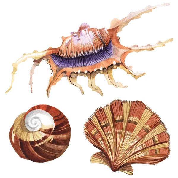 Seashells tropical elements isolated on white. Watercolor background illustration set. — Stock Photo