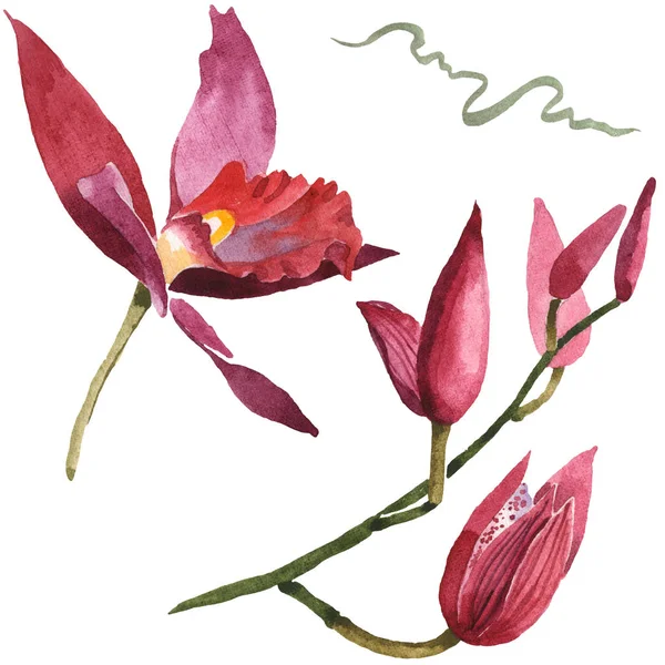 Marsala Orchideen isoliert auf weiß. Aquarell Hintergrund Illustration Set. — Stockfoto