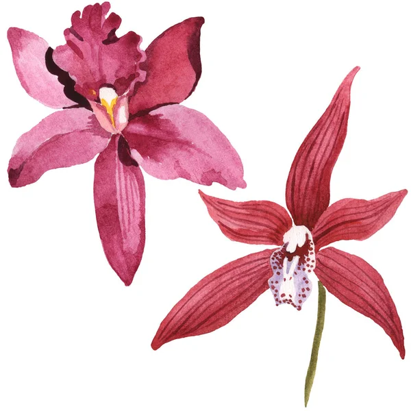 Marsala orchids isolated on white. Watercolor background illustration set. — Stock Photo
