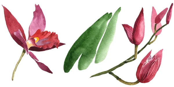 Marsala orchids with green leaves isolated on white. Watercolor background illustration set. — Stock Photo