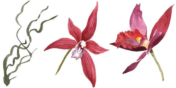 Марсала орхідеї ізольовані по білому. Набір ілюстрацій на фоні акварелі. — стокове фото