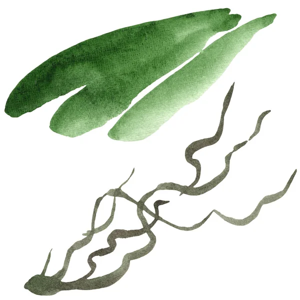Green orchid leaves isolated on white. Watercolor background illustration set. — Stock Photo