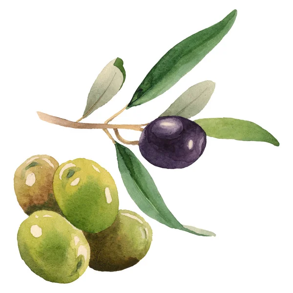 Olives fraîches aux feuilles vertes isolées sur fond aquarelle blanc éléments d'illustration — Photo de stock