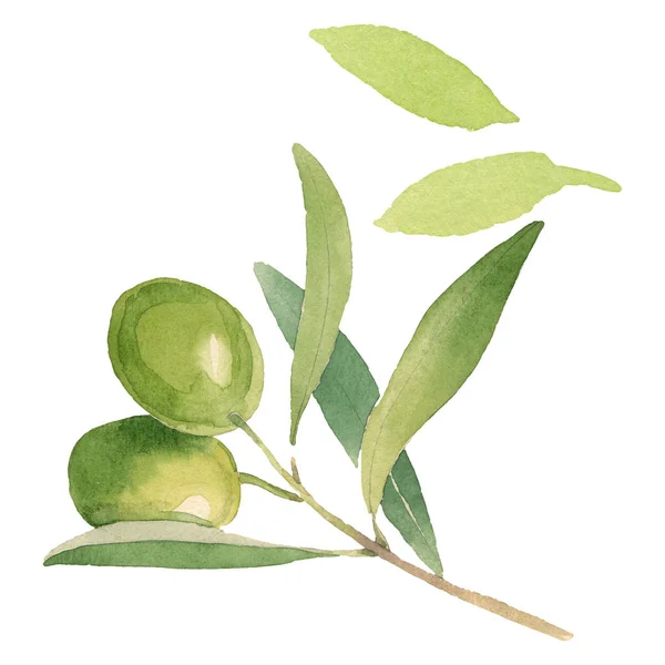 Свежие оливки с зелеными листьями выделены на белом акварельном фоне элементов иллюстрации — стоковое фото