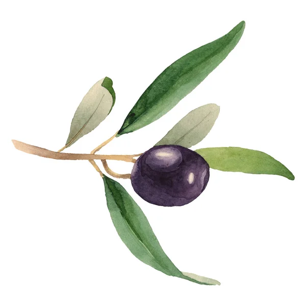 Свіжі оливкові з зеленим листям ізольовані на білому акварельному фоні елементи ілюстрації — стокове фото