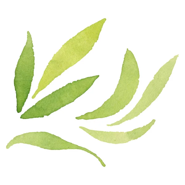 Olivgrüne Blätter isoliert auf weißem Aquarell Hintergrund Illustrationselemente. — Stockfoto