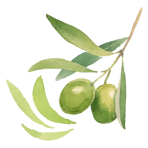 Olive fresche con foglie verdi isolate su sfondo bianco acquerello elementi illustrativi — Foto stock