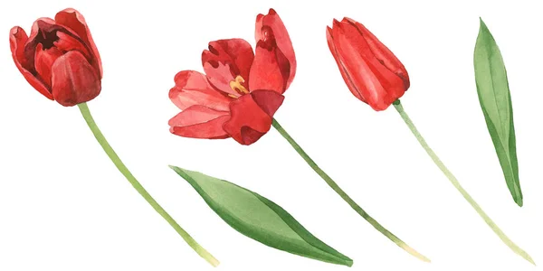 Tulipes rouges aux feuilles vertes isolées sur blanc. Ensemble d'illustration de fond aquarelle . — Photo de stock