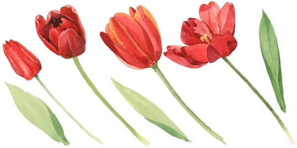 Красные тюльпаны с зелеными листьями изолированы на белом. Акварельный набор иллюстраций . — стоковое фото