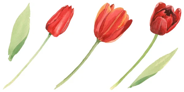 Tulipes rouges aux feuilles vertes isolées sur blanc. Ensemble d'illustration de fond aquarelle . — Photo de stock