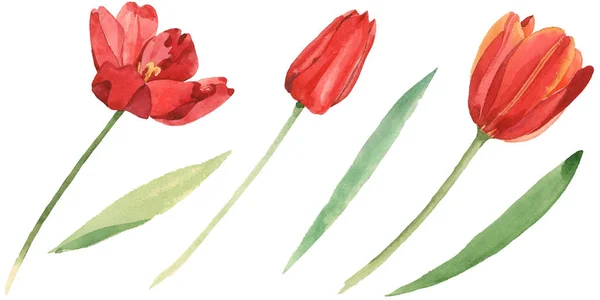 Red tulips with green leaves isolated on white. Watercolor background illustration set. — Stock Photo