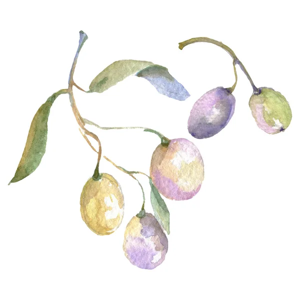 Branches d'olivier avec des fruits verts et des feuilles. Ensemble d'illustration de fond aquarelle . — Photo de stock