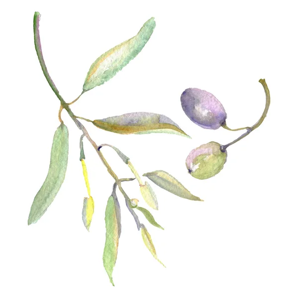 Olivenzweige mit grünen Früchten und Blättern. Aquarell Hintergrund Illustration Set. — Stockfoto