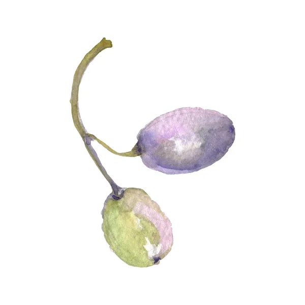 Ramo de azeitona com fruta verde isolada em branco. Conjunto de ilustração de fundo aquarela . — Fotografia de Stock