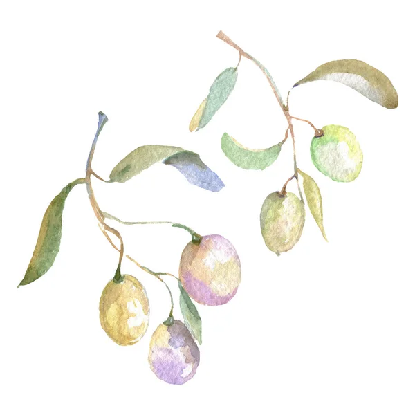 Olive branches with green fruit and leaves. Watercolor background illustration set. — Stock Photo