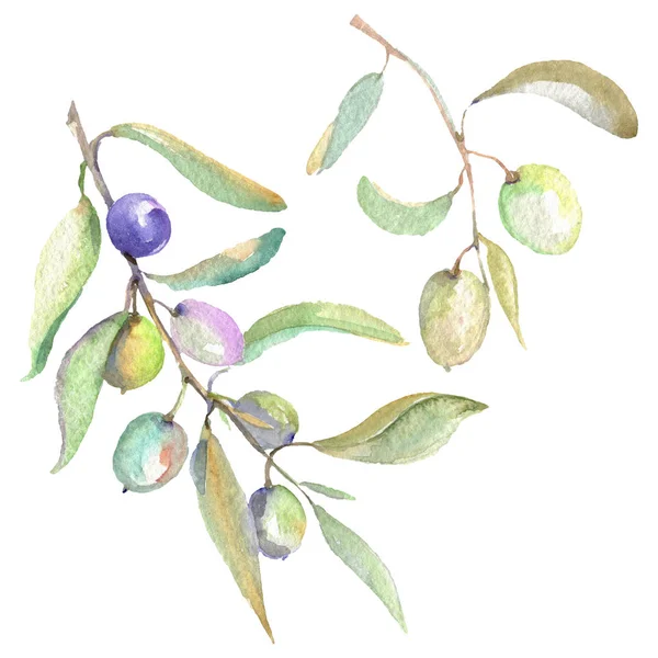 Olive branches with green fruit and leaves. Watercolor background illustration set. — Stock Photo