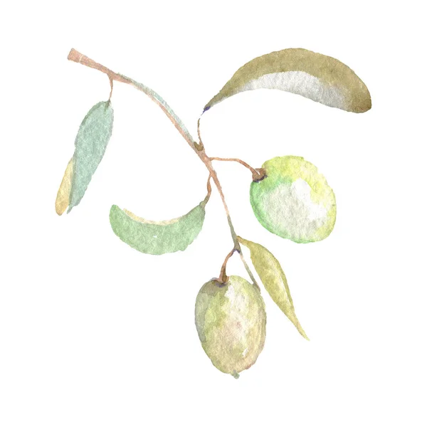 Оливковая ветвь с зелеными фруктами и листьями изолированы на белом. Акварельный набор иллюстраций . — стоковое фото