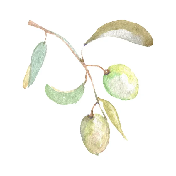 Olive branch with green fruit and leaves isolated on white. Watercolor background illustration set. — Stock Photo
