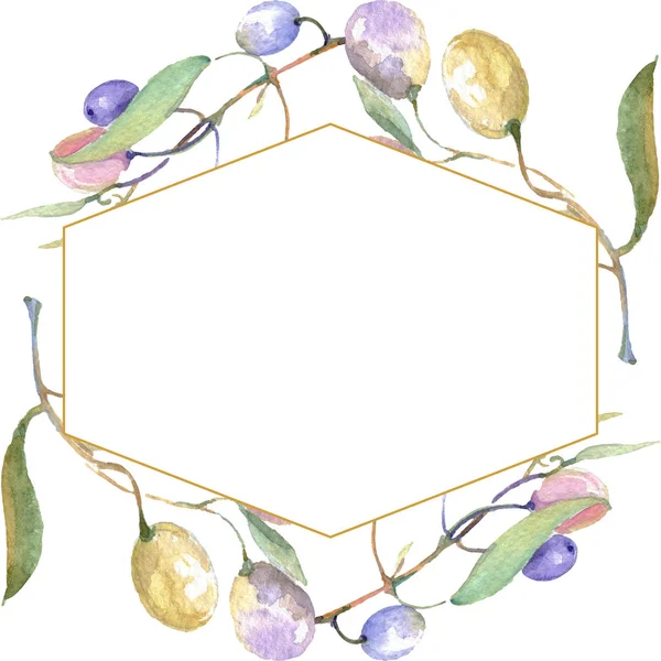 Ramos de azeitona com fruta verde e folhas isoladas em branco. Conjunto de ilustração de fundo aquarela. Ornamento do quadro com espaço de cópia . — Fotografia de Stock