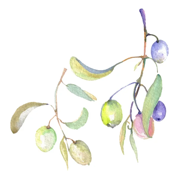 Оливкові гілки з зеленими фруктами і листям. Набір ілюстрацій акварельного фону . — стокове фото