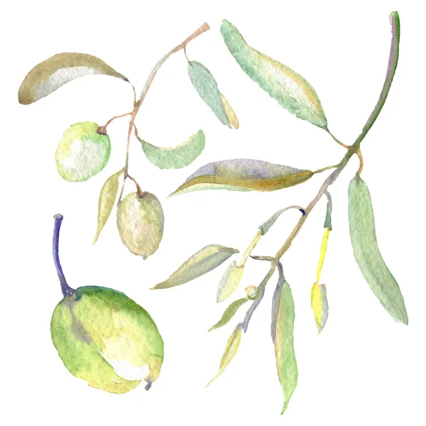 Ramos de azeitona com fruta verde e folhas. Conjunto de ilustração de fundo aquarela . — Stock Photo
