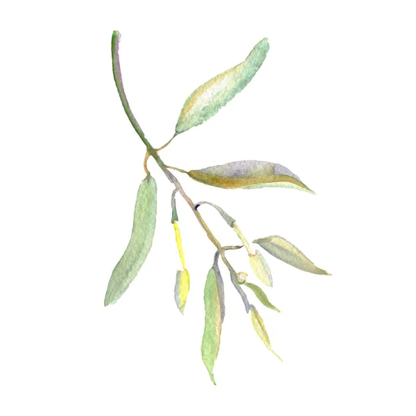 Branche d'olivier aux feuilles vertes isolées sur blanc. Ensemble d'illustration de fond aquarelle . — Photo de stock