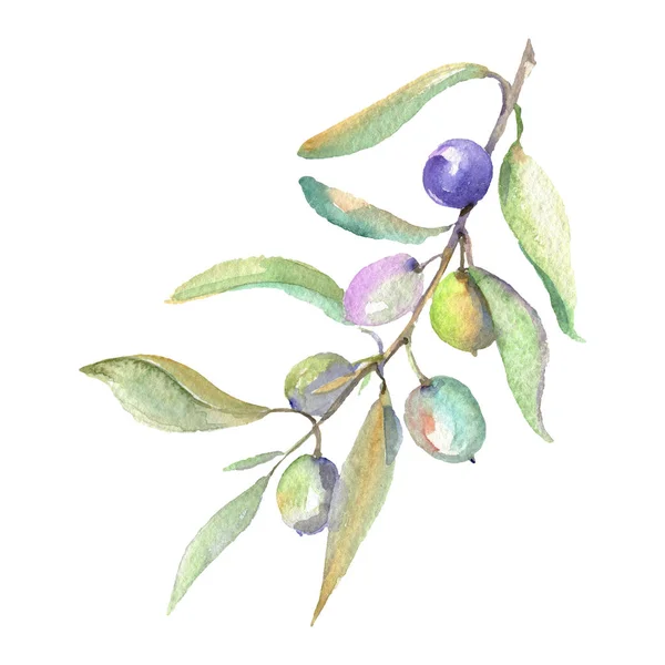 Olivenzweig mit grünen Früchten und Blättern isoliert auf weiß. Aquarell Hintergrund Illustration Set. — Stockfoto