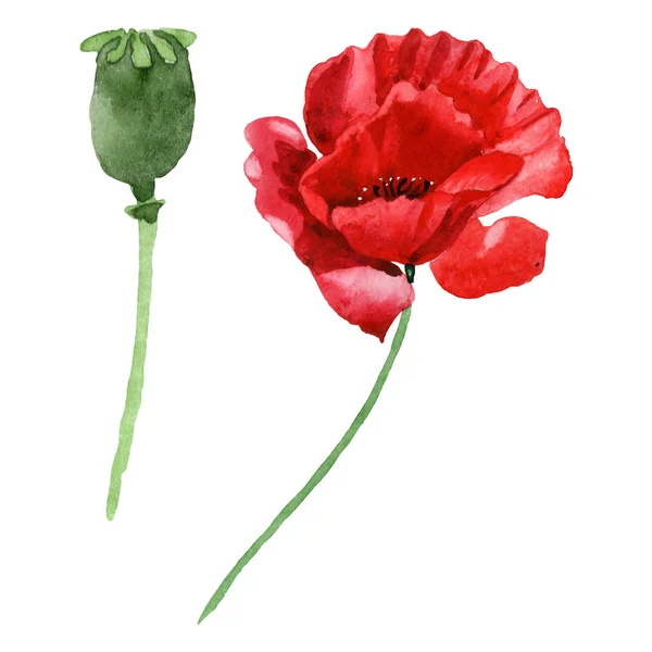 Red poppy flower with green bud isolated on white. Watercolor background illustration set. — Stock Photo