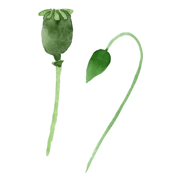 Grüne Mohnknospen isoliert auf weiß. Aquarell Hintergrund Illustration Set. — Stockfoto