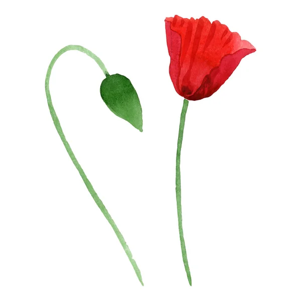 Червона макова квітка з зеленим бутоном ізольована на білому. Набір ілюстрацій акварельного фону . — стокове фото