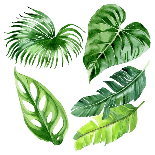 Esotiche foglie tropicali di palma hawaiana isolate su bianco. Acquerello sfondo illustrazione set . — Foto stock