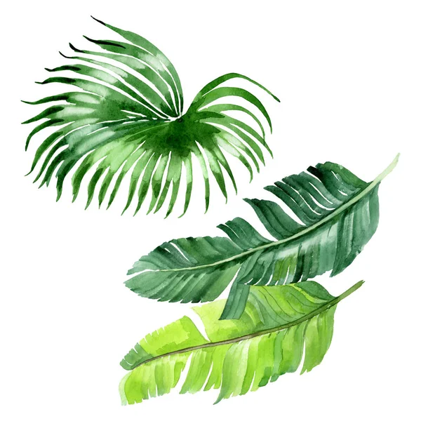 Hojas exóticas de palmera hawaiana tropical aisladas en blanco. Acuarela fondo ilustración conjunto
. - foto de stock