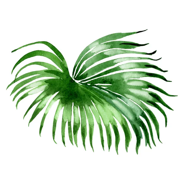 Exotic tropical hawaiian palm leaf isolated on white Watercolor background illustration element. — Stock Photo