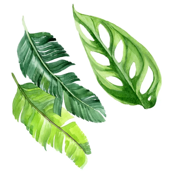 Esotiche foglie tropicali di palma hawaiana isolate su bianco. Acquerello sfondo illustrazione set . — Foto stock