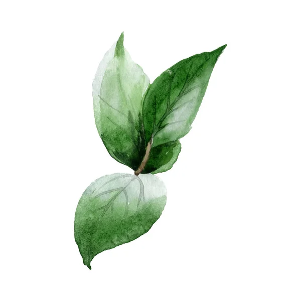 Green leaves isolated on white watercolor illustration elements. — Stock Photo