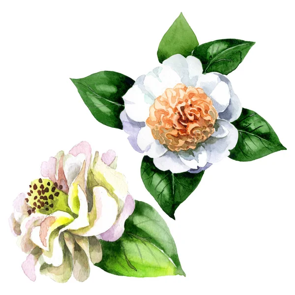 White camellia flowers with green leaves isolated on white. Watercolor background set. — Stock Photo
