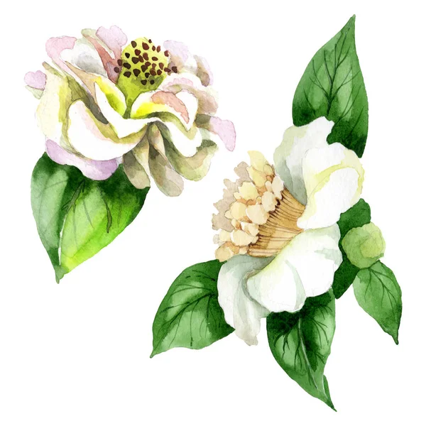 White camellia flowers with green leaves isolated on white. Watercolor background set. — Stock Photo