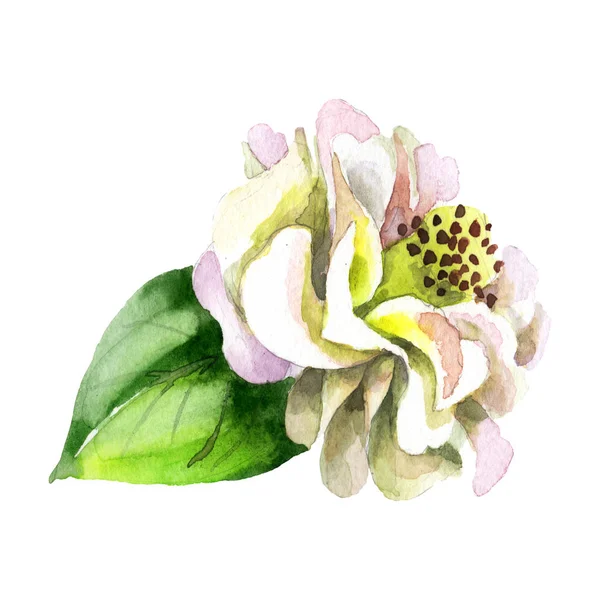 White camellia flower with green leaf isolated on white. Watercolor background set. — Stock Photo