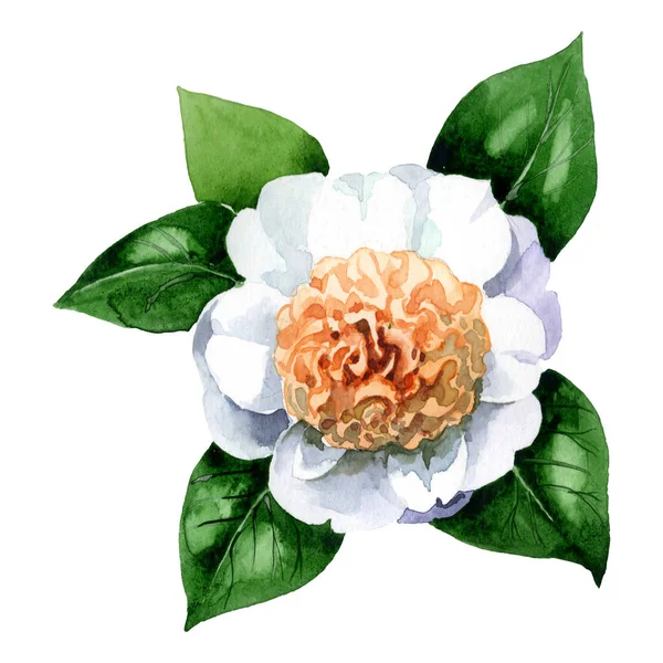 White camellia flower with green leaves isolated on white. Watercolor background set. — Stock Photo
