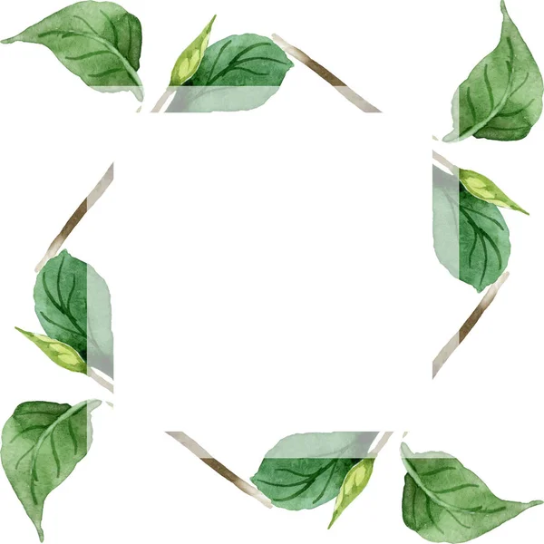Camélia verde folhas isoladas em branco. Conjunto de ilustração de fundo aquarela. Ornamento de borda de quadro com espaço de cópia . — Fotografia de Stock