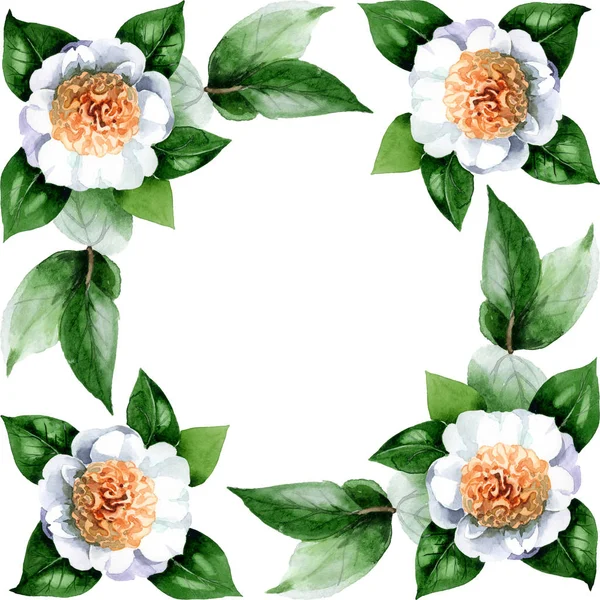 White camellia flowers with green leaves isolated on white. Watercolor background illustration set. Frame border ornament with copy space. — Stock Photo