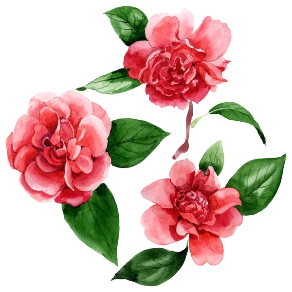 Pink camellia flowers with green leaves isolated on white. Watercolor background illustration elements. — Stock Photo