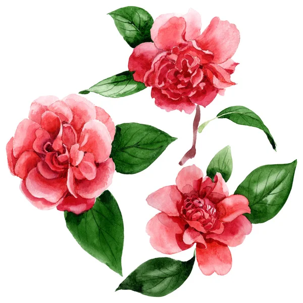 Fiori di camelia rosa con foglie verdi isolate su bianco. Acquerello sfondo illustrazione elementi . — Foto stock