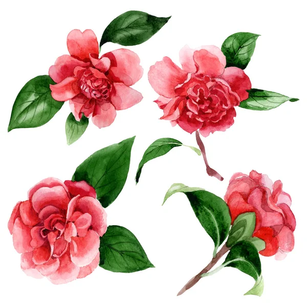 Rosafarbene Kamelienblüten mit grünen Blättern auf weißem Grund. Aquarell Hintergrund Illustrationselemente. — Stockfoto