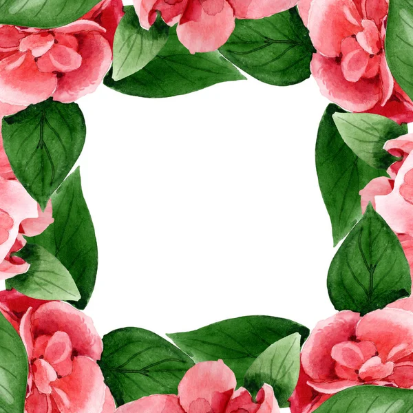 Pink camellia flowers with green leaves isolated on white. Watercolor background illustration set. Frame border ornament with copy space. — Stock Photo